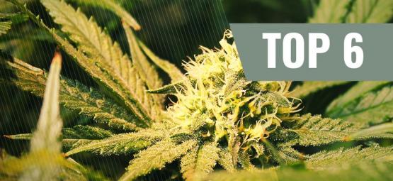 Top 6 Des Variétés De Cannabis THCV