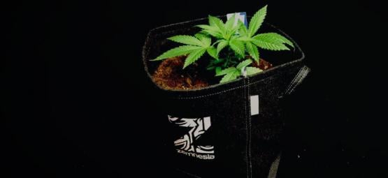 Les Avantages Des Pots En Tissu Pour Cultiver Du Cannabis