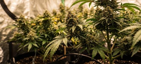 Les 10 meilleures variétés de cannabis féminisées à gros rendement