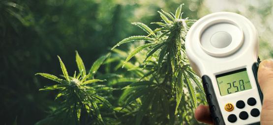 Comment Améliorer Les Rendements De Votre Cannabis À L’aide D’un Luxmètre