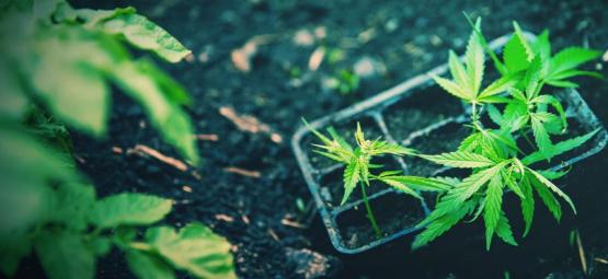 Comment Transplanter Avec Succès Des Plants De Cannabis Autofleurissants