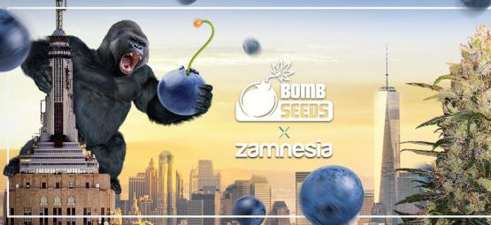 Zamnesia x Bomb Seeds : Bomberry Glue Auto (Édition Limitée)