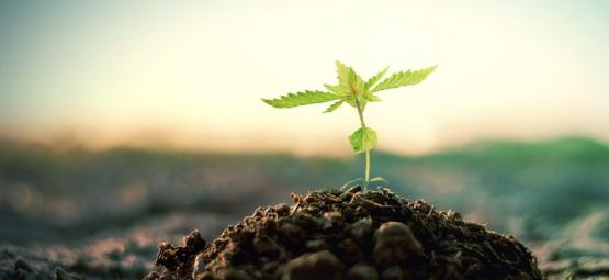 Comment Faire Son Propre Compost Pour La Culture Du Cannabis