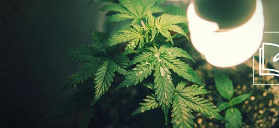 Tout Ce Que Vous Devez Savoir Sur La Micro-Culture Du Cannabis