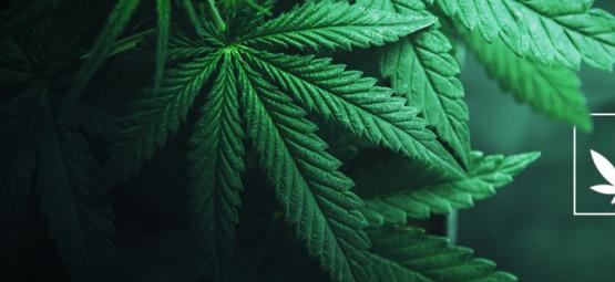 Qu'Est Ce Que Le Cannabis ?