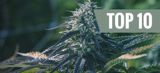 Top 10 Des Variétés De Cannabis Les Plus Exclusives