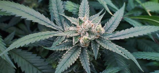 7 Facteurs Qui Pourraient Affecter La Floraison Du Cannabis