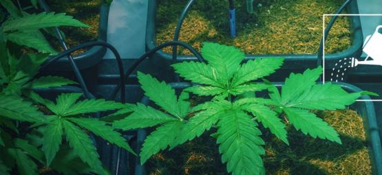 Comment Arroser Vos Plants De Cannabis En Votre Absence