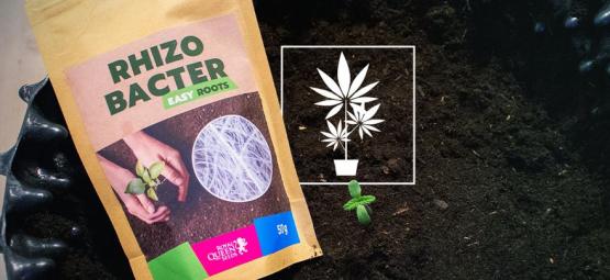 Comment Les Rhizobactéries Favorisent La Croissance Du Cannabis