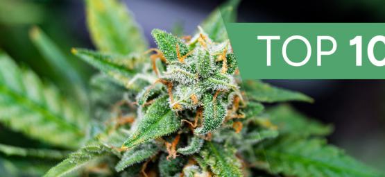 Top 10 Des Variétés À Autofloraison Les Plus Rapides En 2025