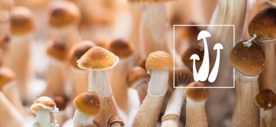 Champignons Magiques Frais Et Secs : Quel Est Le Mieux ?