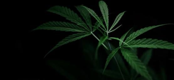 Comment Contrôler La Floraison Du Cannabis En Privant De Lumière