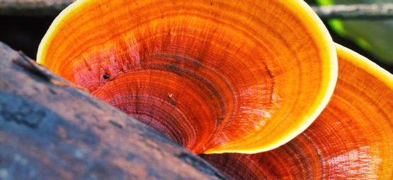 Qu'est-Ce Que Le Champignon Reishi ?