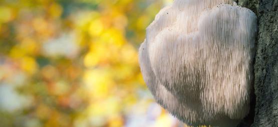 Qu'est-Ce Que Le Champignon Crinière De Lion ?