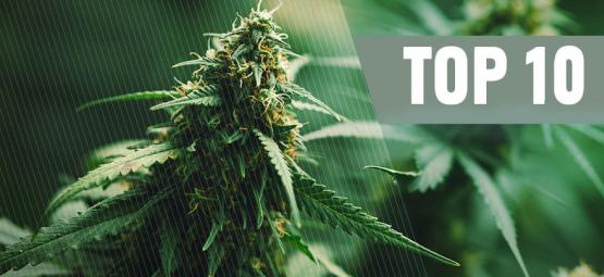 Top 10 Des Meilleures Graines Régulières De Cannabis En 2025