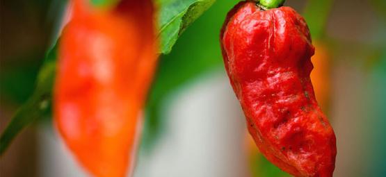 Piment Fantôme (Bhut Jolokia) : Comment Le Cultiver Et Le Consommer