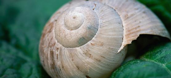 Nuisibles Du Cannabis : Comment Traiter Les Limaces Et Les Escargots ?