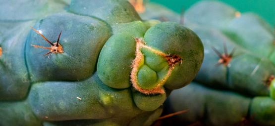 Echinopsis Zamnesiana — Notre Cactus À Mescaline Exclusif