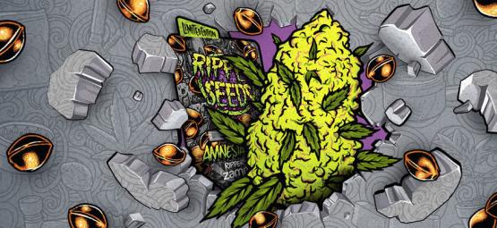 Zamnesia x Ripper Seeds : Amnesia Punch (Édition Limitée)