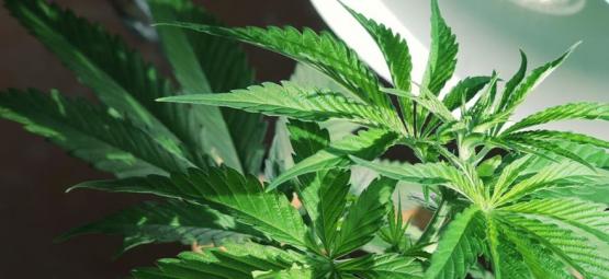 Faut-Il Un Éclairage Latéral Pour Les Plants De Cannabis ?