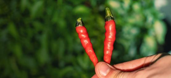 Quand Et Comment Récolter Des Piments