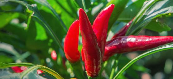 Les Meilleures Plantes Compagnes Pour Les Piments