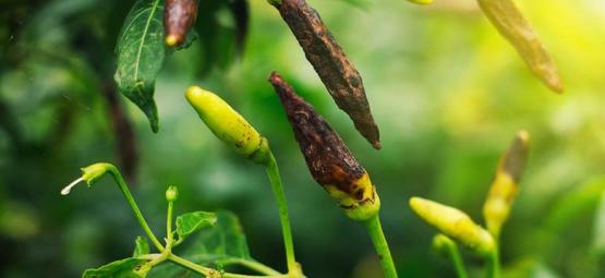 Les Nuisibles Et Les Maladies Typiques Du Piment