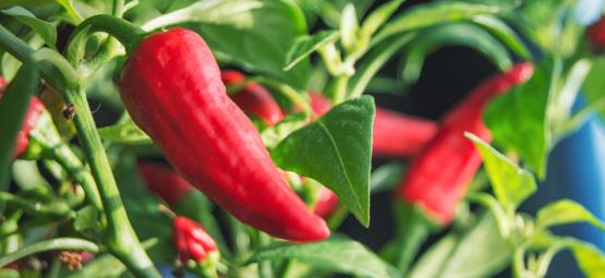 Comment Cultiver Des Piments En Intérieur