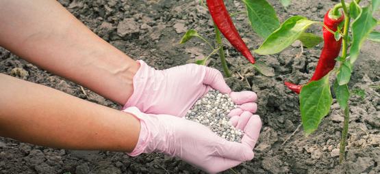 Comment Fertiliser Les Plants De Piment