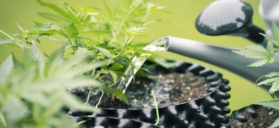 Comment Utiliser L’eau Osmosée Pour Cultiver De L’herbe