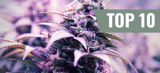 Top 10 Des Variétés Les Plus Populaires De Zamnesia Seeds (2025)