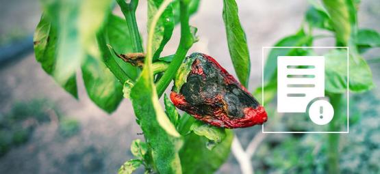 Comment Se Débarrasser Des Nuisibles Sur Les Plants De Piment