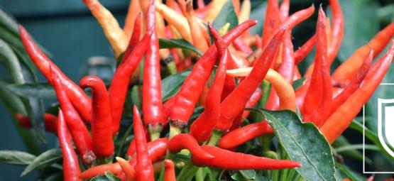 Comment Acclimater Les Plants De Piments