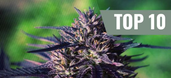 Top 10 Des Variétés De Cannabis Purple [2025]