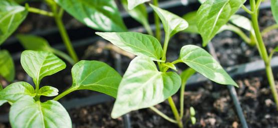 Comment Cultiver Des Plants De Plants De Piments À Partir De Boutures