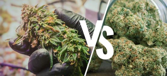 Comprendre La Différence Entre Cannabis Brut Et Décarboxylé