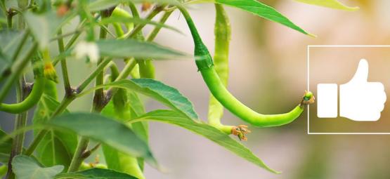 Quels Sont Les Bienfaits Des Piments ?