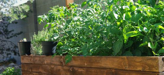 Comment Faire Un Carré Potager Pour Les Piments