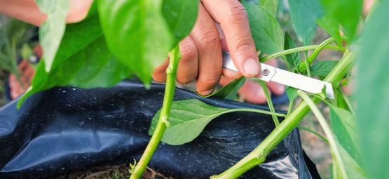 Comment Tailler Vos Plants De Piments Pour Un Rendement Maximal