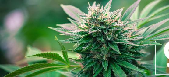 Top 10 Des Raisons De Cultiver Du Cannabis Féminisé