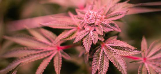 Comment Traiter Les Tiges De Cannabis Rouges Et Violettes