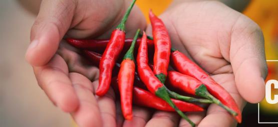 Comment La Capsaïcine Pourrait Apaiser Le Syndrome D’hyperémèse Cannabinoïde