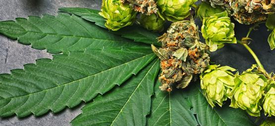 Qu’est-ce Que L’humulène Dans Le Cannabis ?