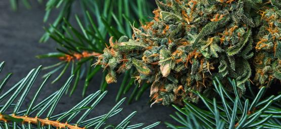 Qu’est-ce Que Le Pinène Dans Le Cannabis ?