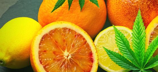 Qu’est-ce Que Le Limonène Dans Le Cannabis ?