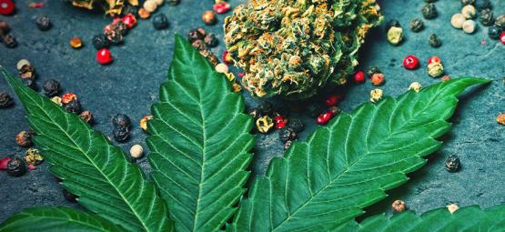 Qu’est-ce Que Le Caryophyllène Dans Le Cannabis ?