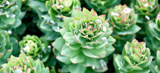 Guide Complet Sur La Rhodiola Rosea