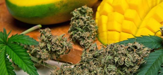 Qu’est-ce Que Le Myrcène Dans Le Cannabis ?