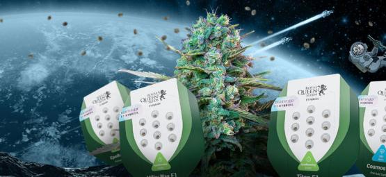 Découvrez Les Nouvelles Graines De Cannabis Hybrides F1 Par Royal Queen Seeds