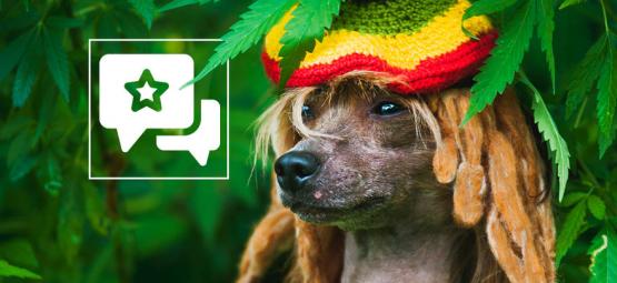 Le Cannabisme Passif Est-Il Nocif Pour Les Animaux Domestiques ?